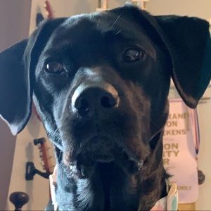 Meet your Posher, Audrey